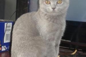 Британский котик 4 мес. голубого окраса, п-ик "Silver Blossom".  Территория Городское поселение Московский