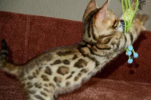 Бенгальские котята - домашние леопардики Территория Городское поселение Московский