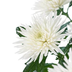 Цветы Анастасия белая кустовая.jpg